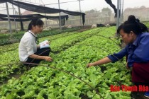Ứng dụng lưới nông nghiệp làm nhà lưới, nhà màng tại Thọ Xuân Thanh Hóa