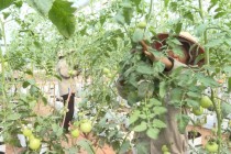 Mô Hình Trồng cà chua trong nhà lưới tại Thái Bình Mang lại hiệu quả cao